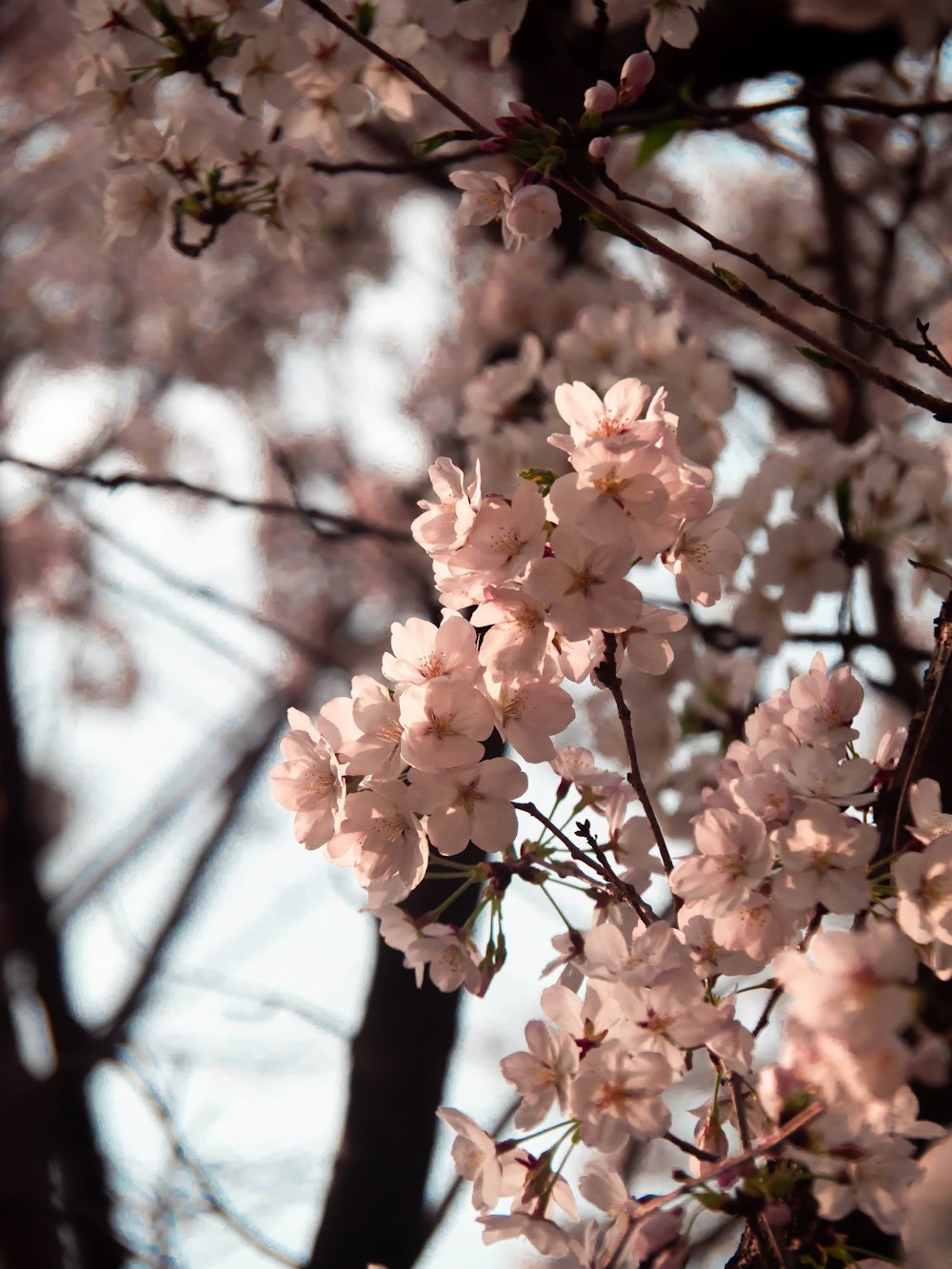 a close up of a tree with pink flowers