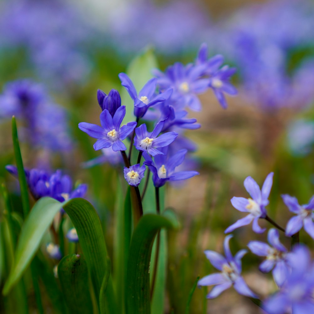 a bunch of blue flowers that are in the grass