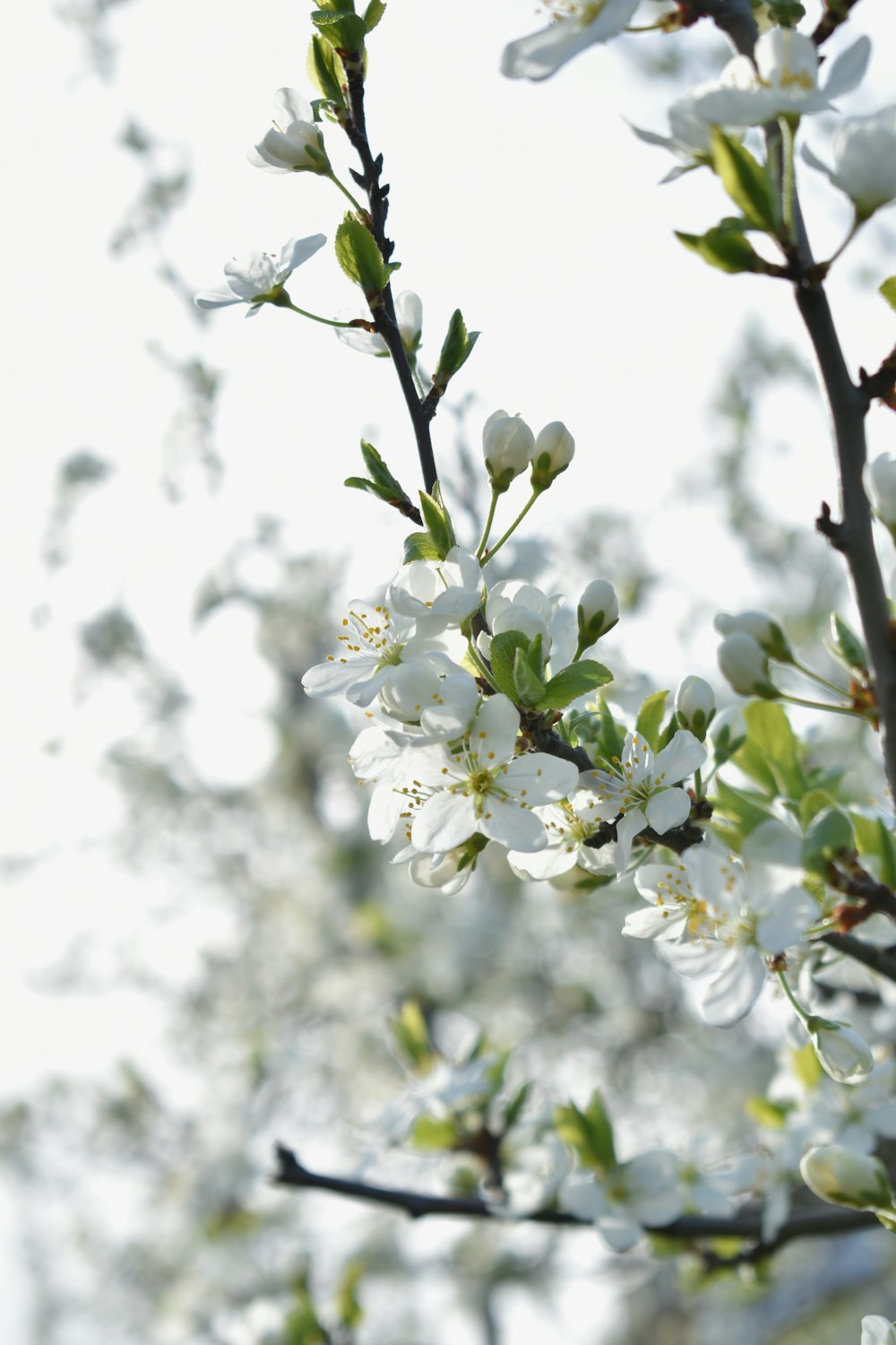 un primo piano di un albero con fiori bianchi