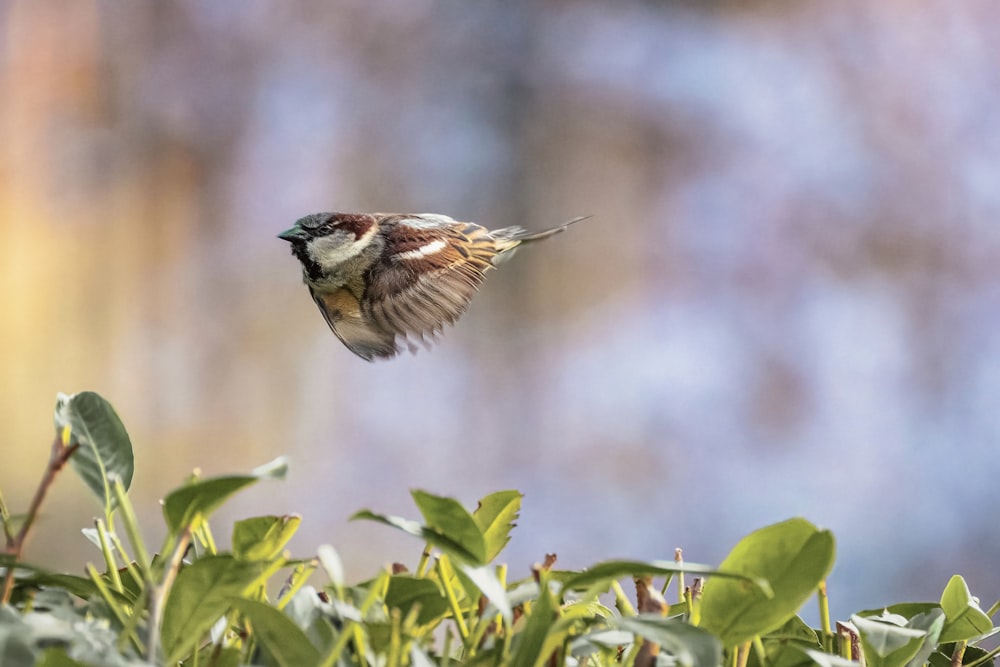 a small bird flying over a lush green field