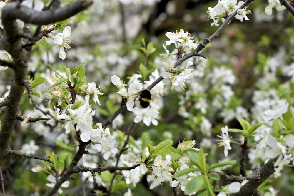 un albero con fiori bianchi e un'ape su di esso