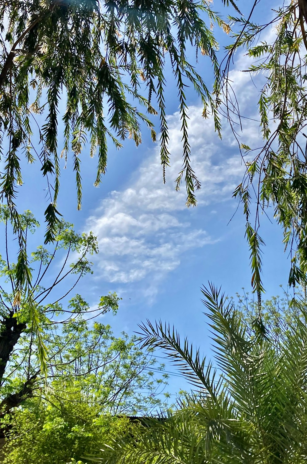 a view of the sky through the leaves of a tree