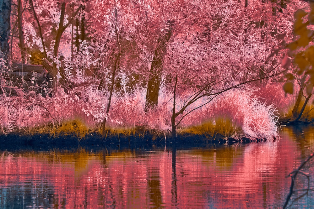 a pond with trees and a bench in the background