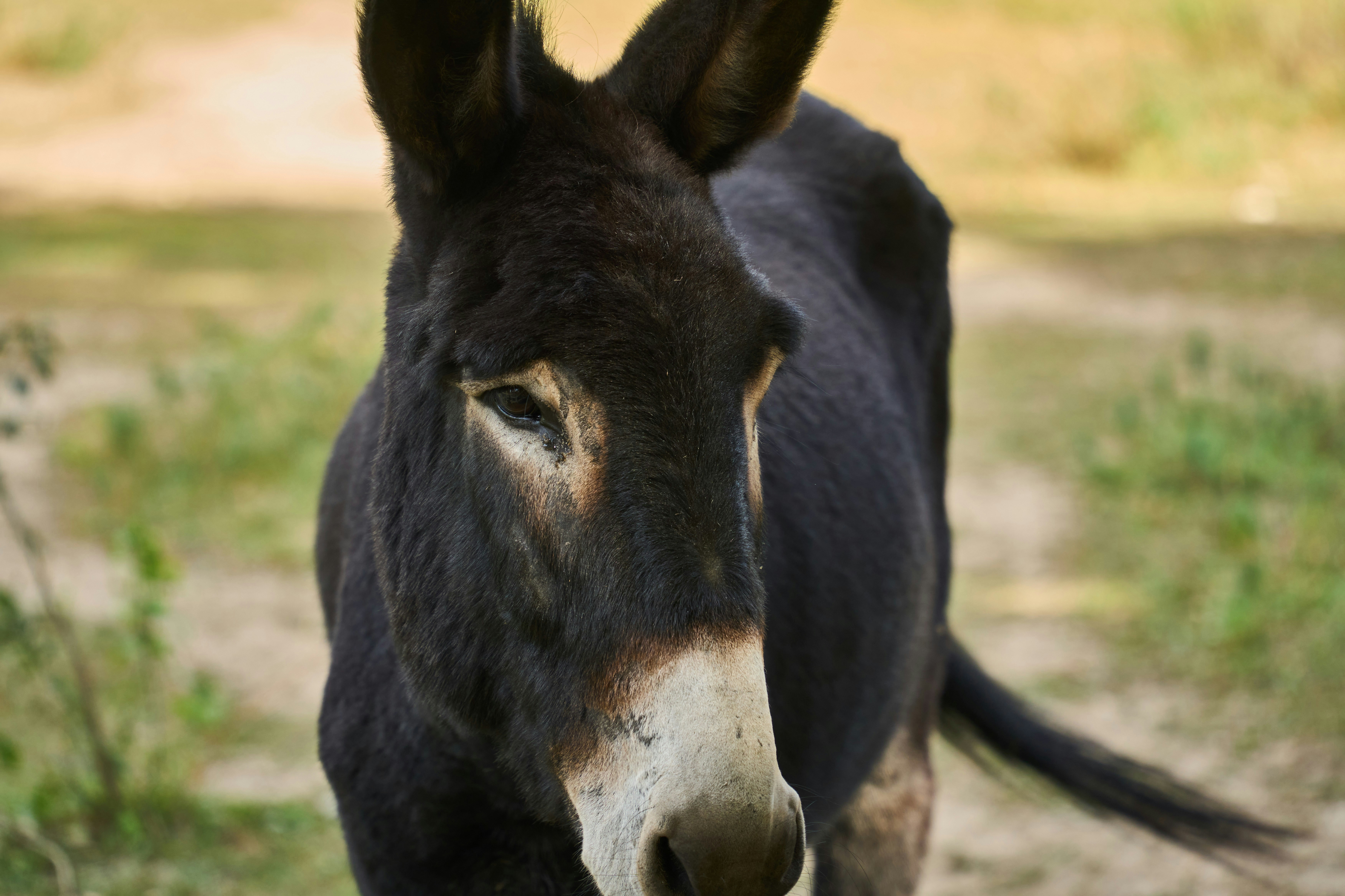 Photo by wolfgang_hasselmann