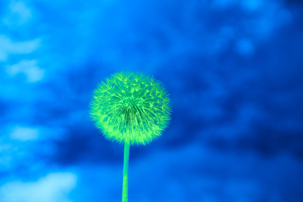 a green dandelion in front of a blue sky