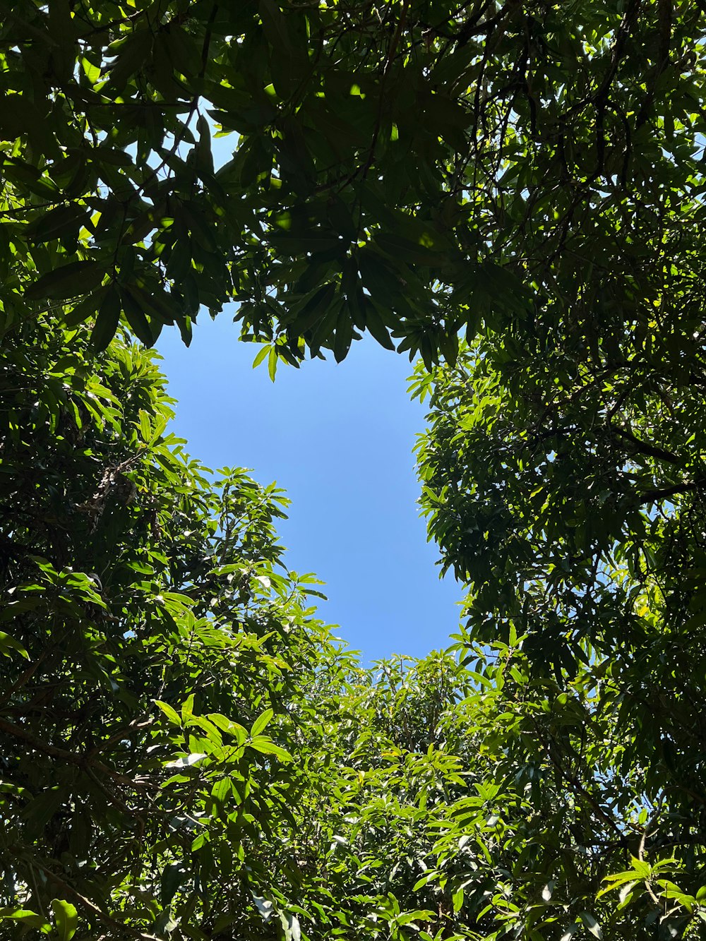 a view of a blue sky through the leaves of a tree