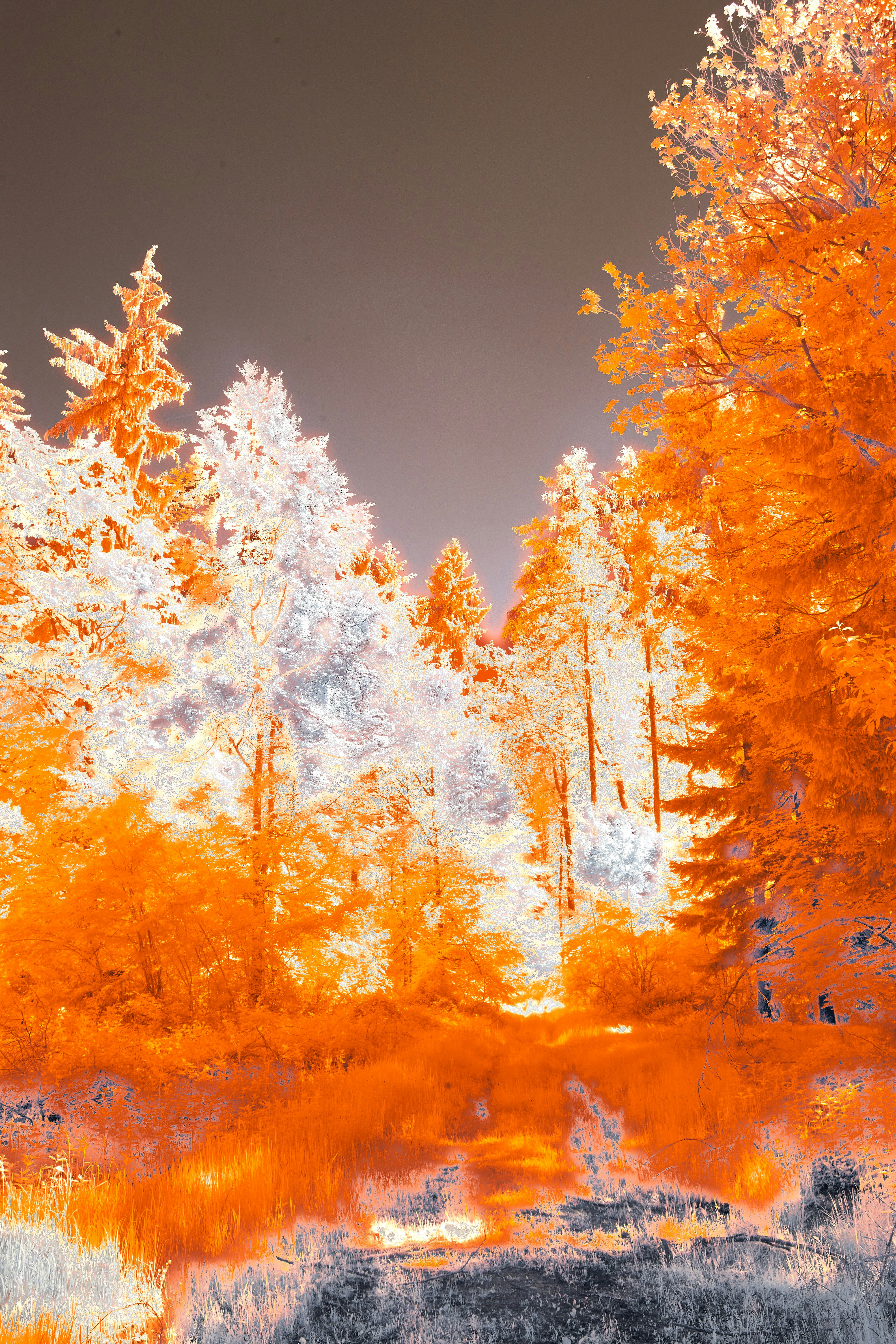 Photo by wolfgang_hasselmann