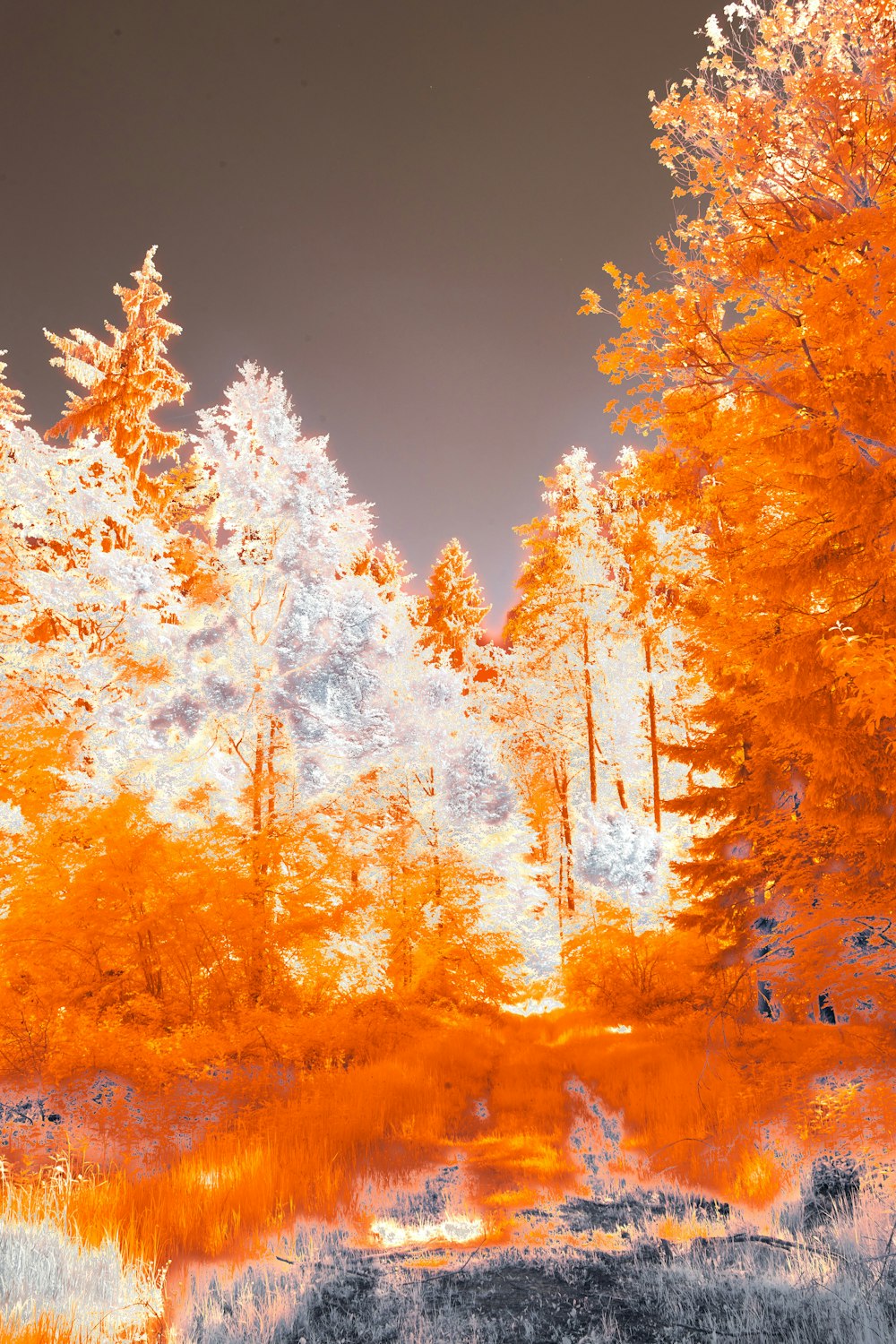 a forest filled with lots of tall trees