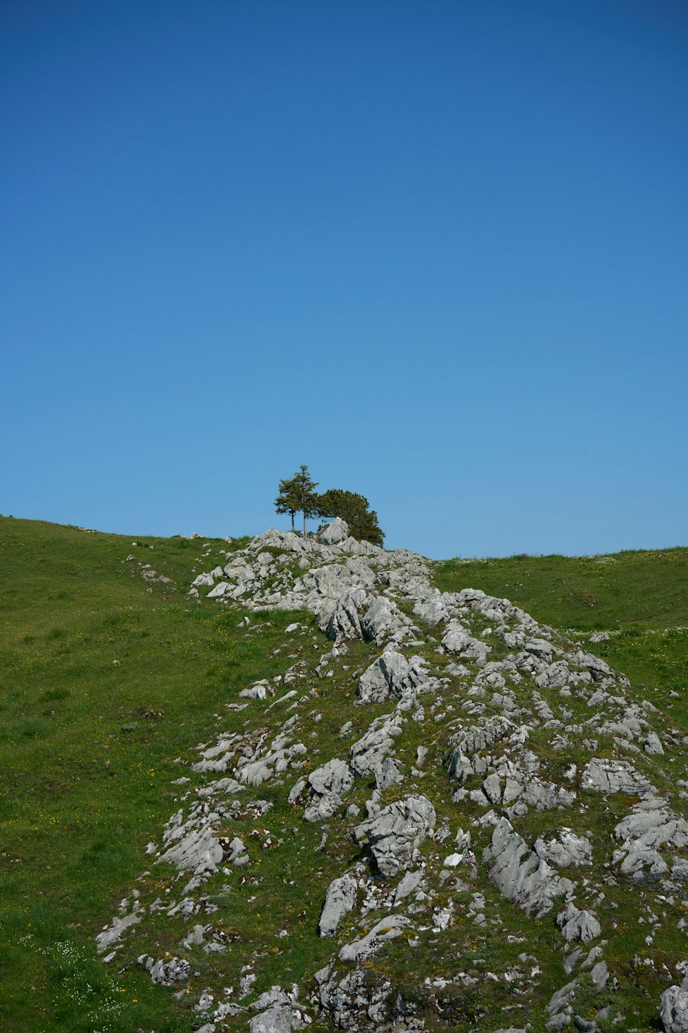 a lone tree sitting on top of a rocky hill