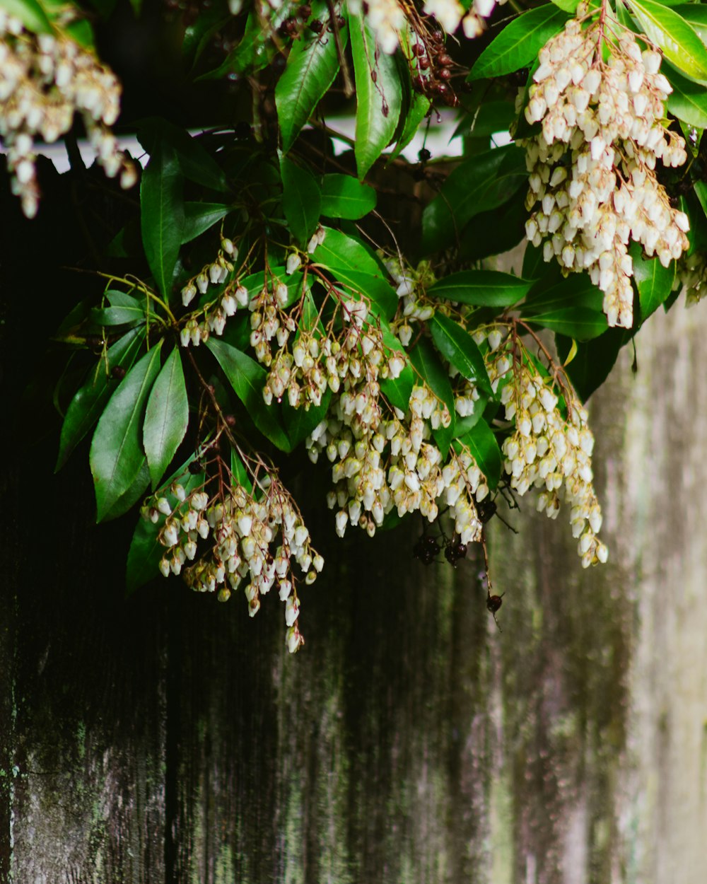 a bunch of white flowers growing on a tree