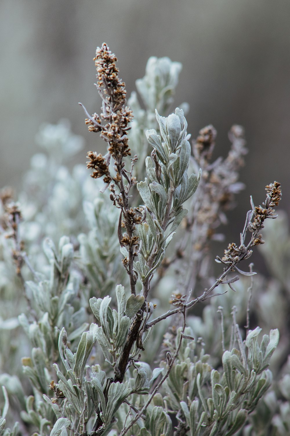 a close up of a plant with lots of leaves