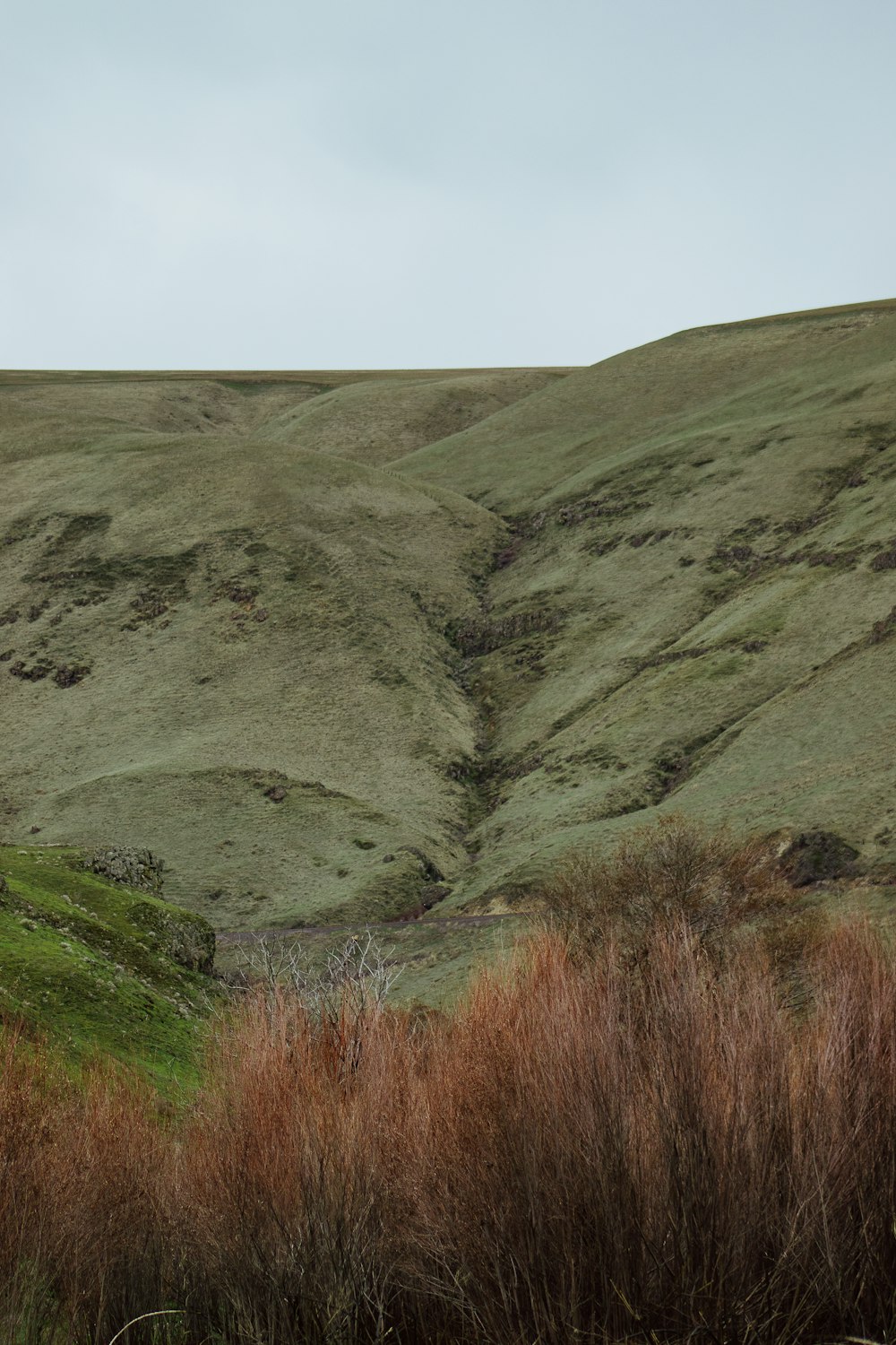 una colina cubierta de hierba con algunos arbustos en primer plano