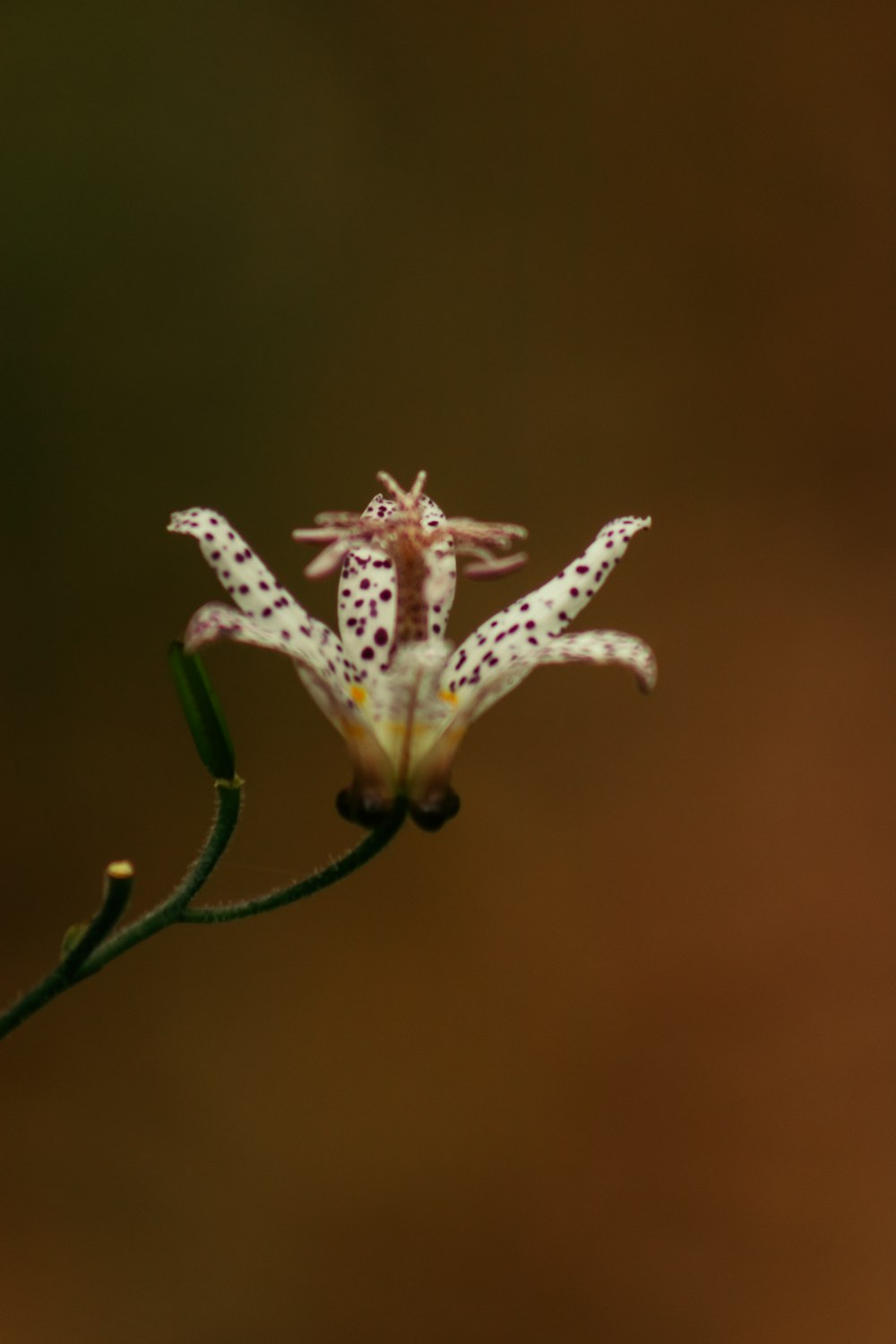 a close up of a flower with a blurry background