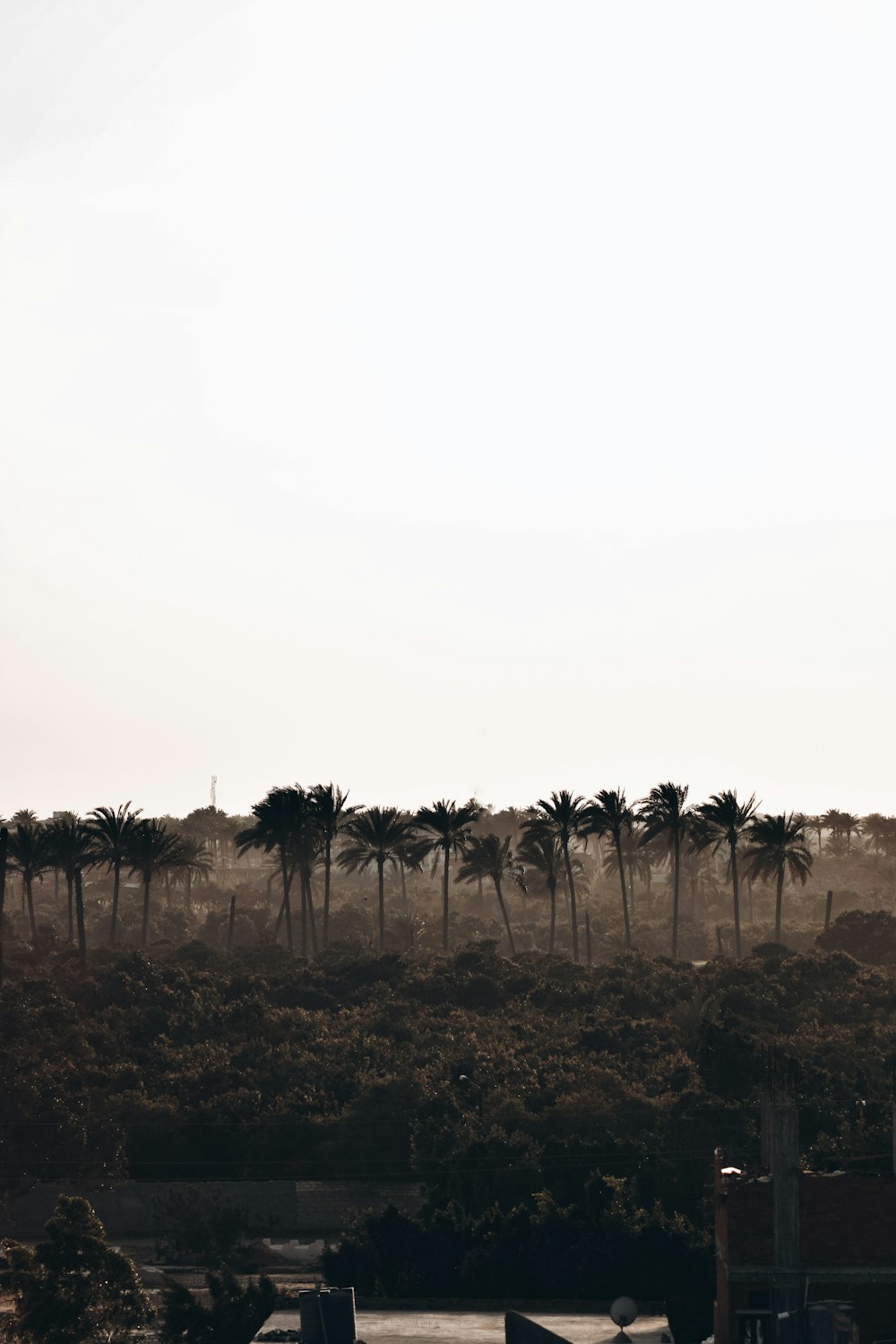 a plane flying in the sky with palm trees in the background