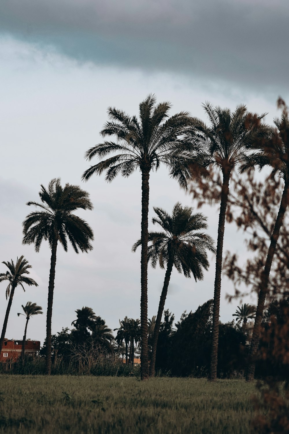 a couple of palm trees in a field