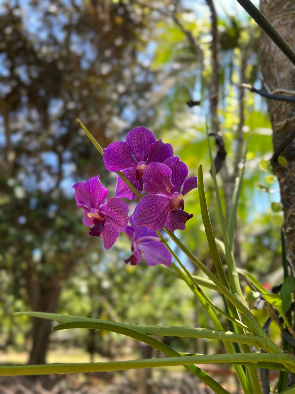 a purple flower that is growing out of the ground