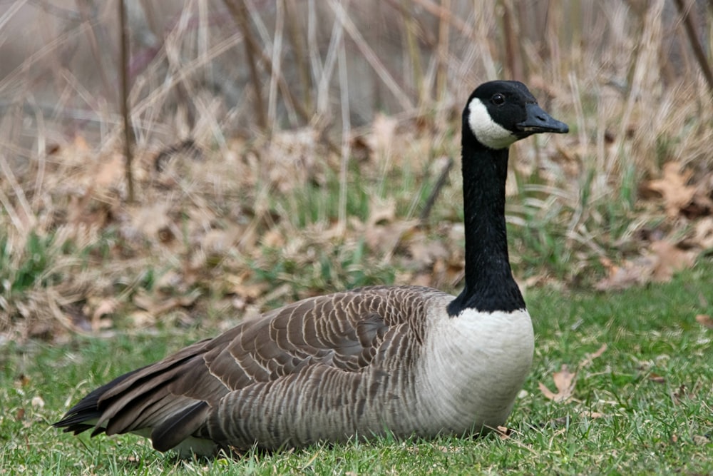 a black and white duck sitting in the grass