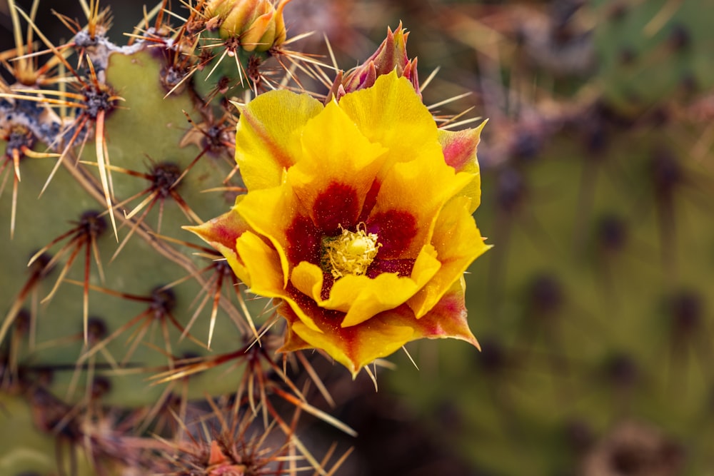 a yellow and red flower on a cactus