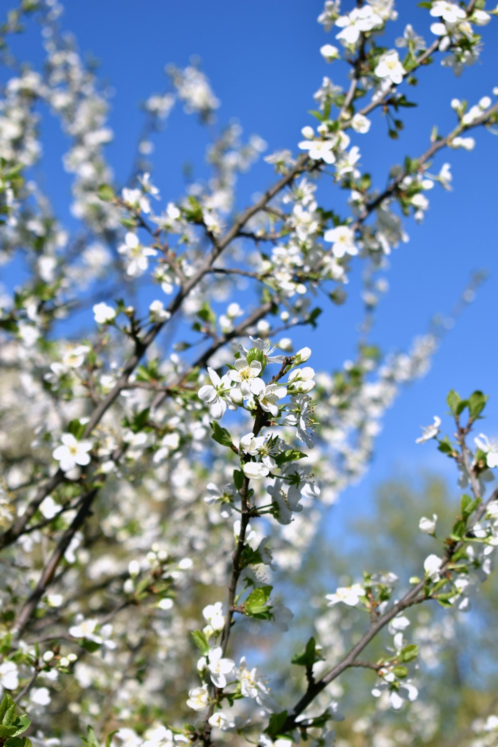 un primo piano di un albero con fiori bianchi