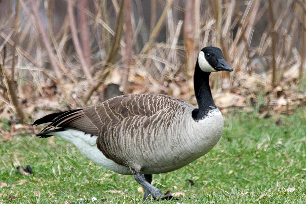 a goose is standing in a grassy area