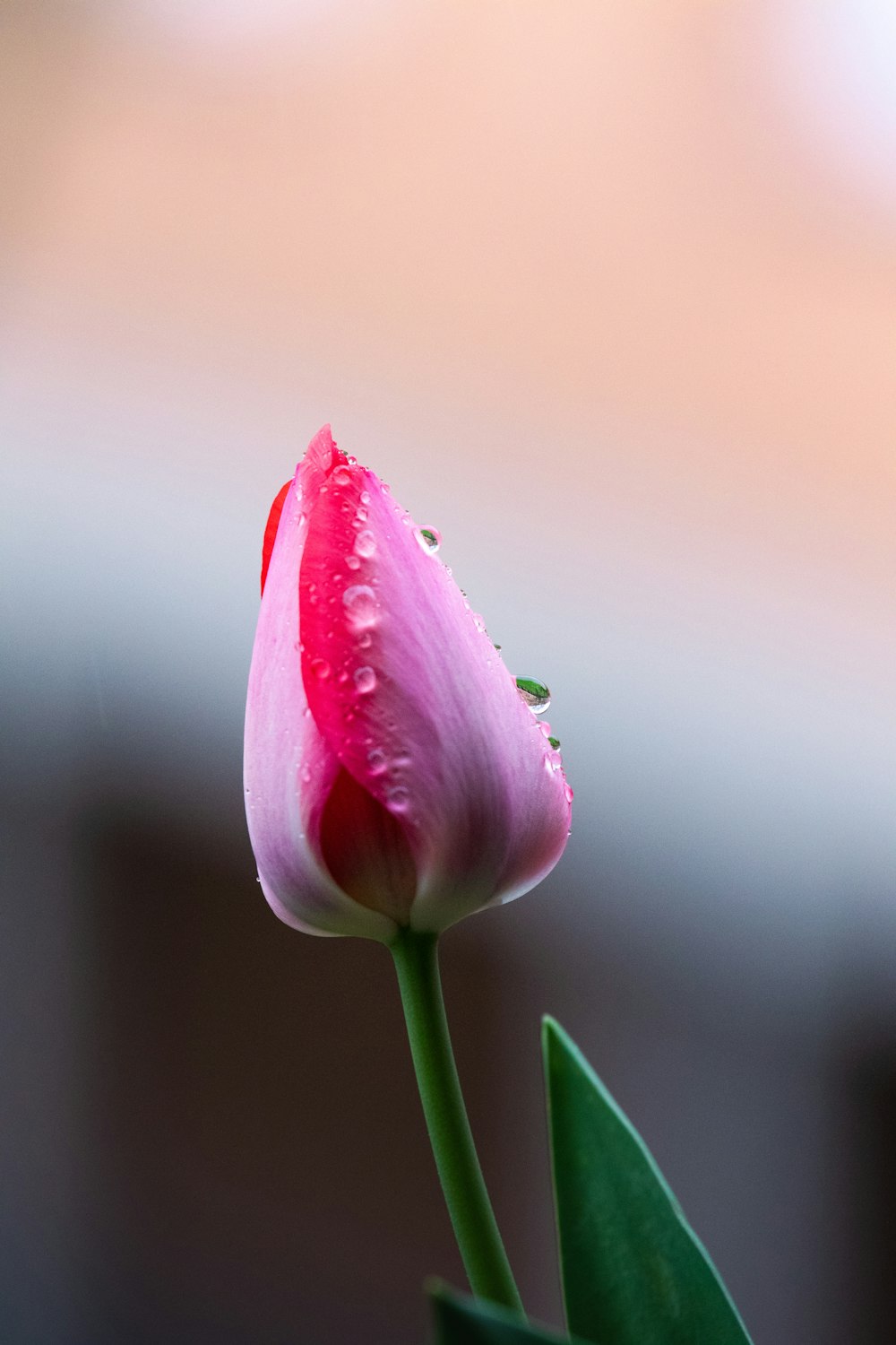 a single pink flower with water droplets on it