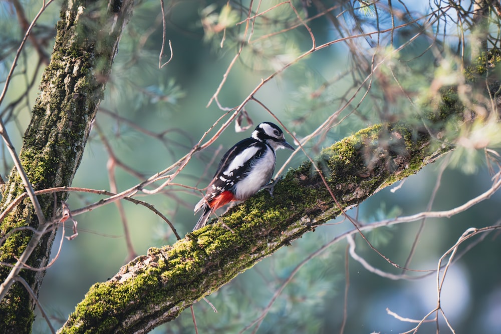 a small bird perched on a tree branch