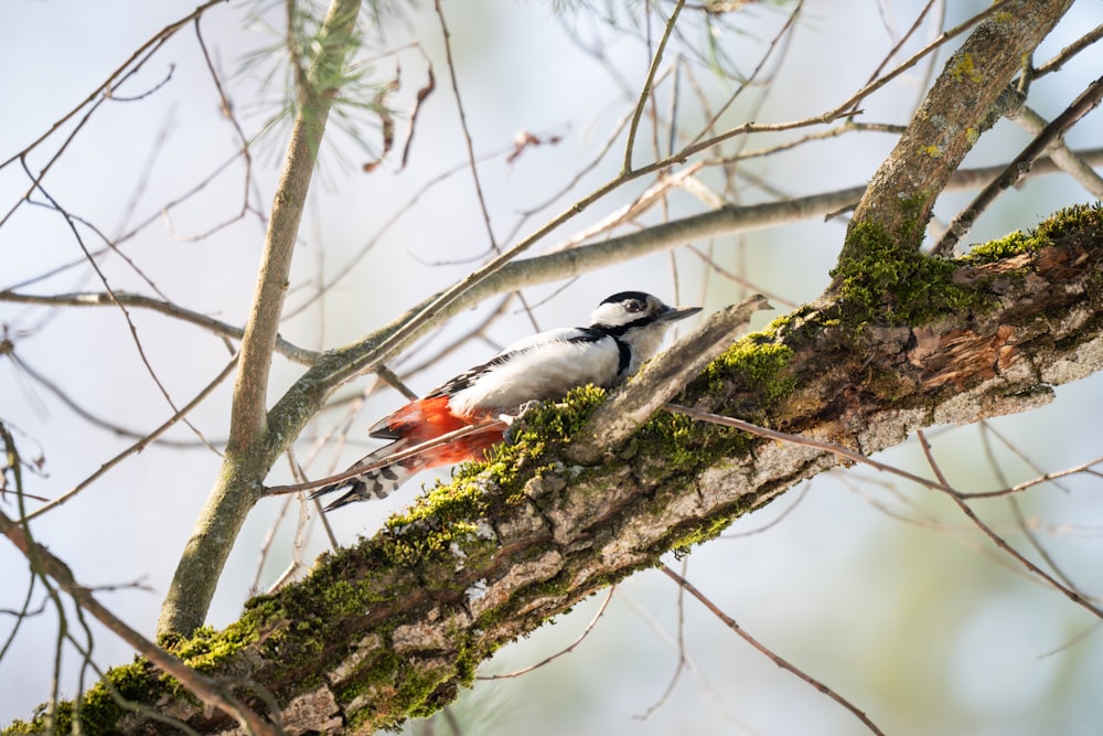 a small bird perched on a tree branch