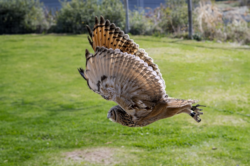 a large bird flying over a lush green field