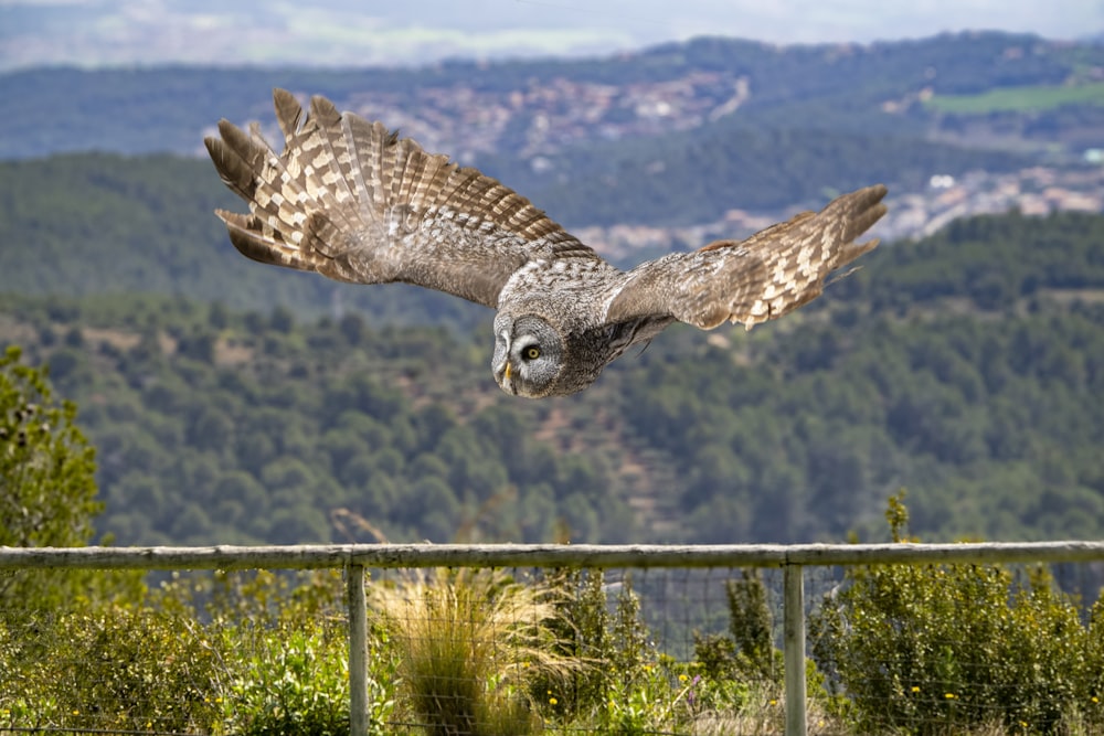 a bird flying over a lush green hillside