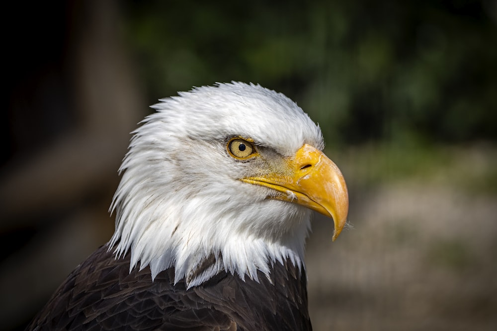 a close up of a bald eagle's head