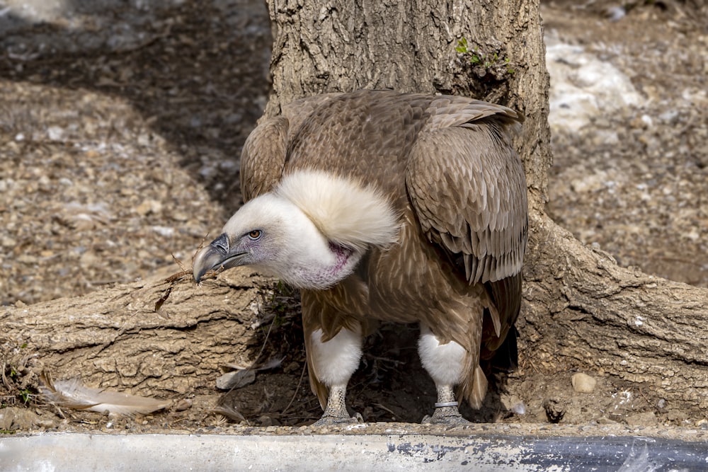 a brown and white bird standing next to a tree