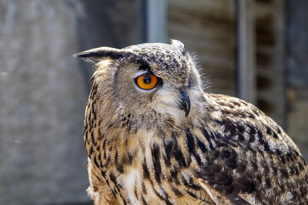 a close up of an owl with orange eyes