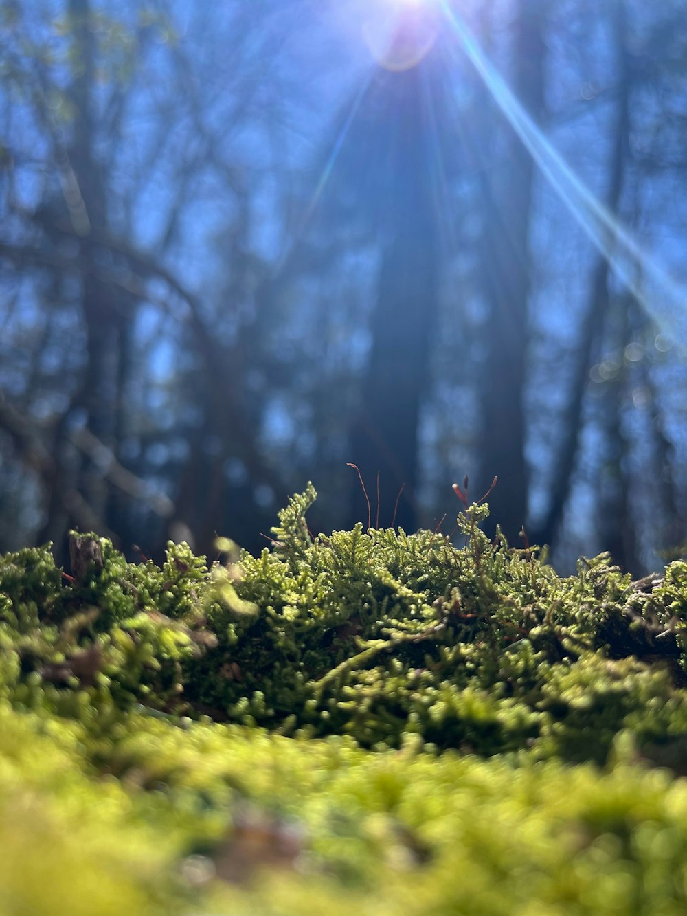 Die Sonne scheint durch die Bäume im Wald