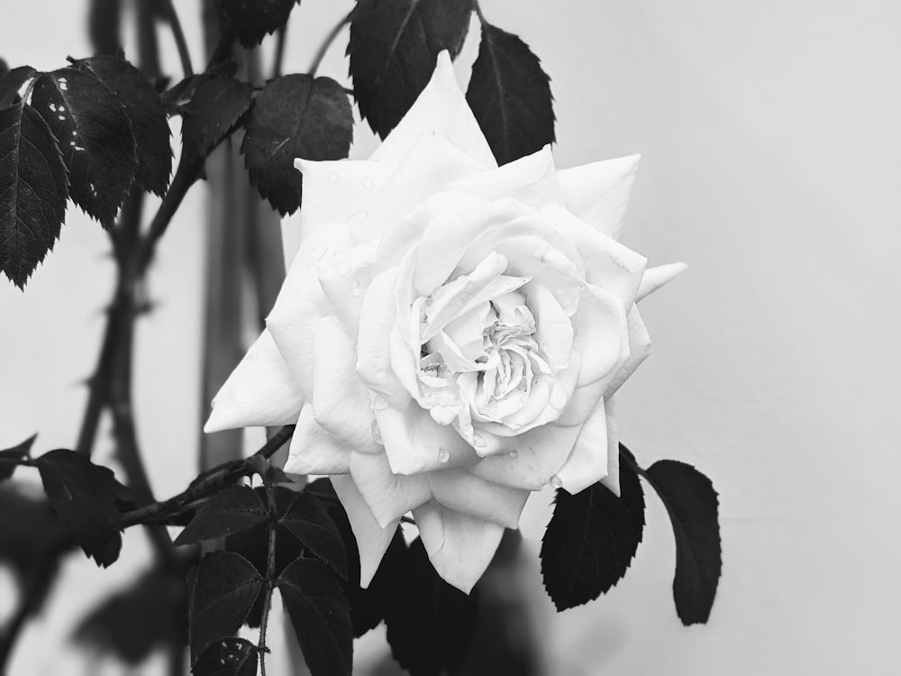 a black and white photo of a white rose