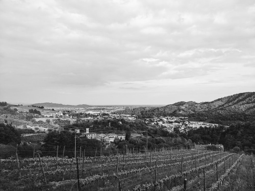 a black and white photo of a vineyard