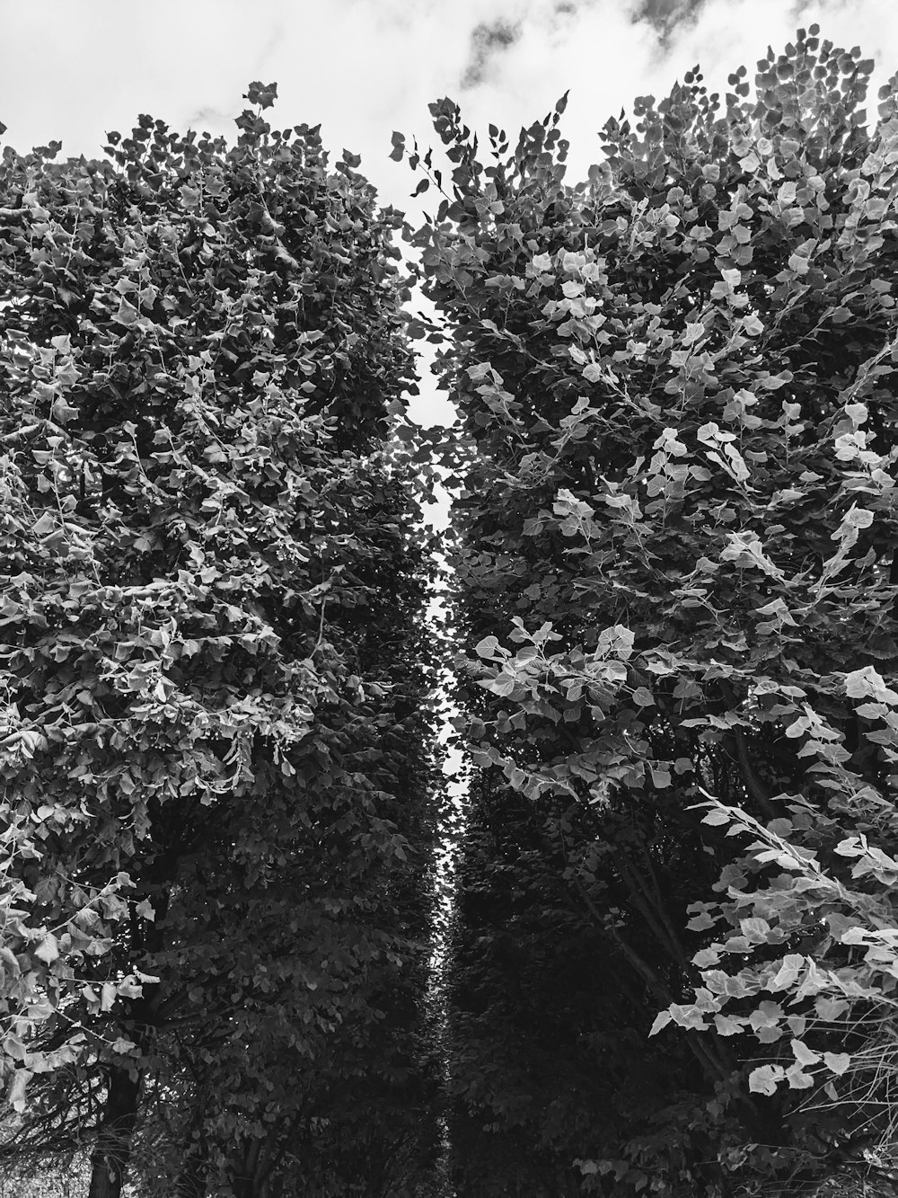 a black and white photo of two tall trees