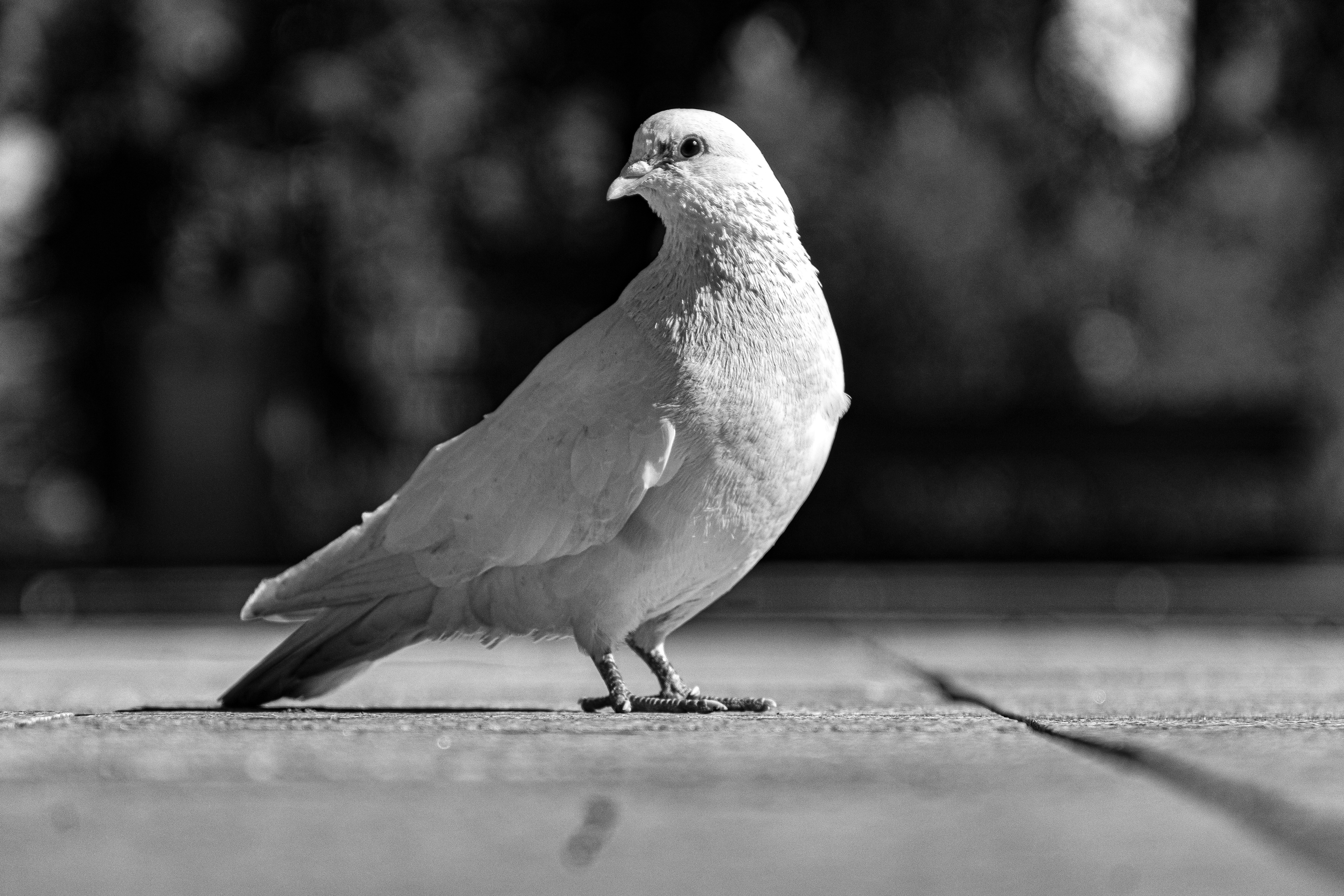 Photo by starkie_pics