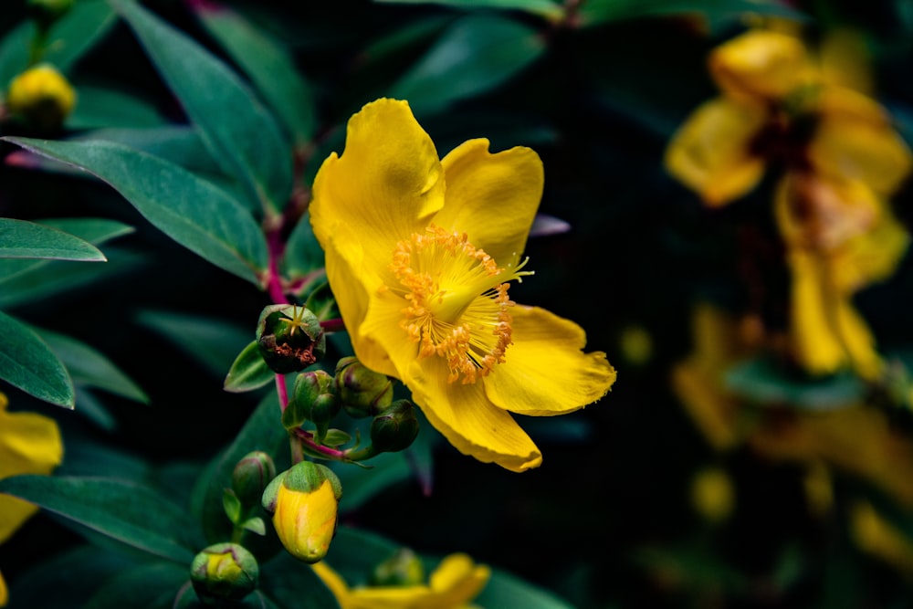 a close up of a yellow flower with green leaves