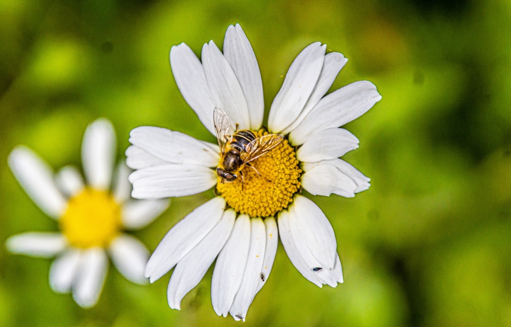 a bee sitting on top of a white flower