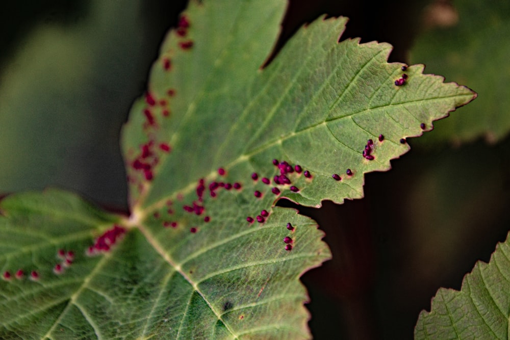 a close up of a green leaf with red spots