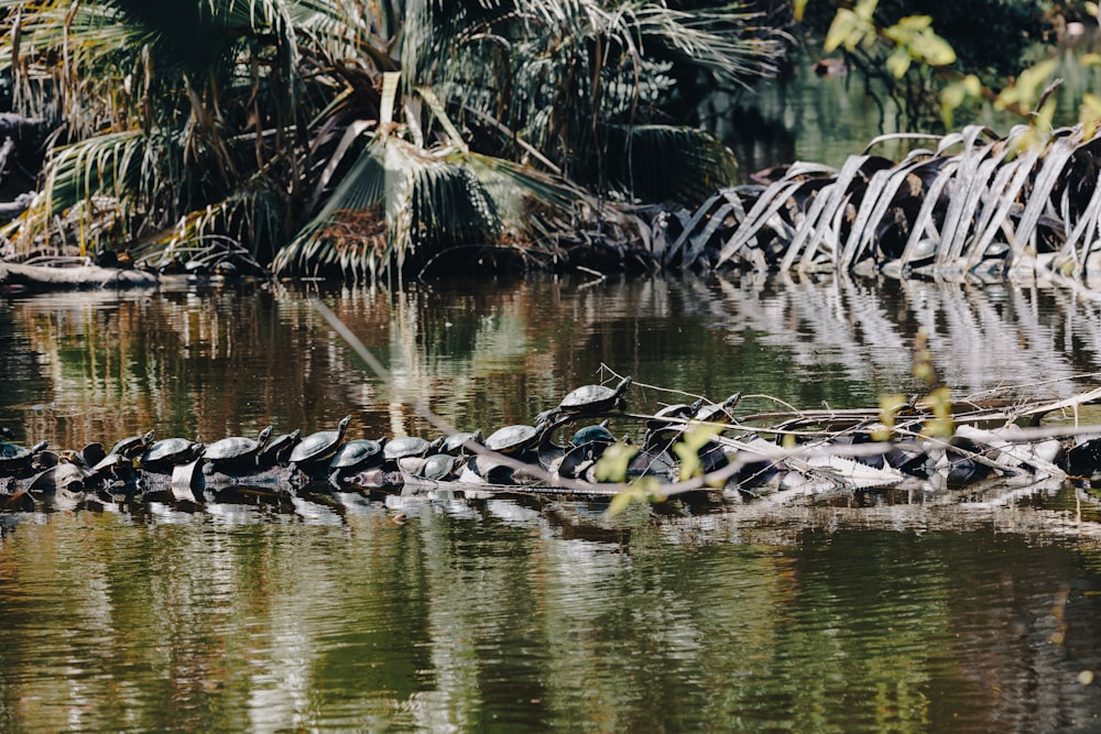 a group of birds sitting on top of a log in the water