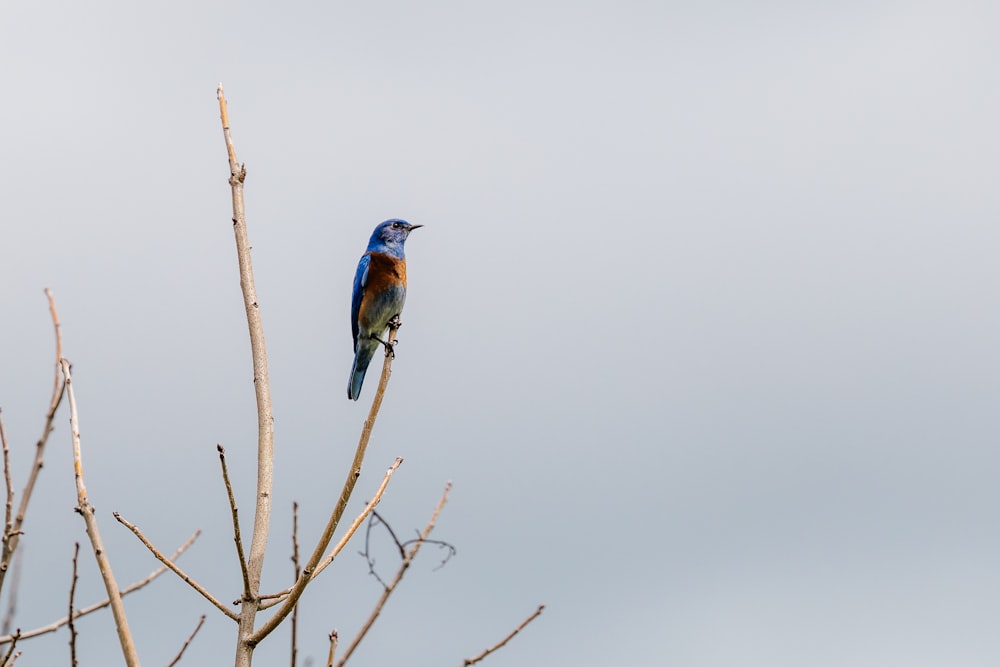 a blue bird sitting on top of a tree branch