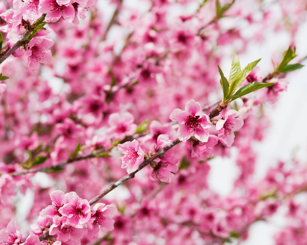 a close up of pink flowers on a tree