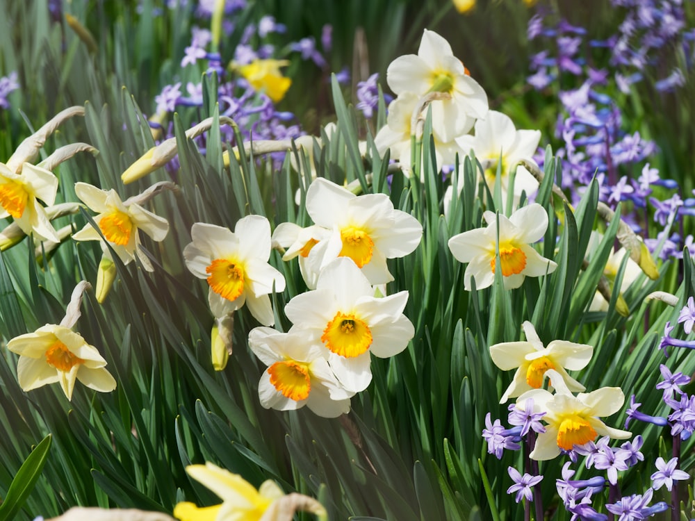 a bunch of flowers that are in the grass