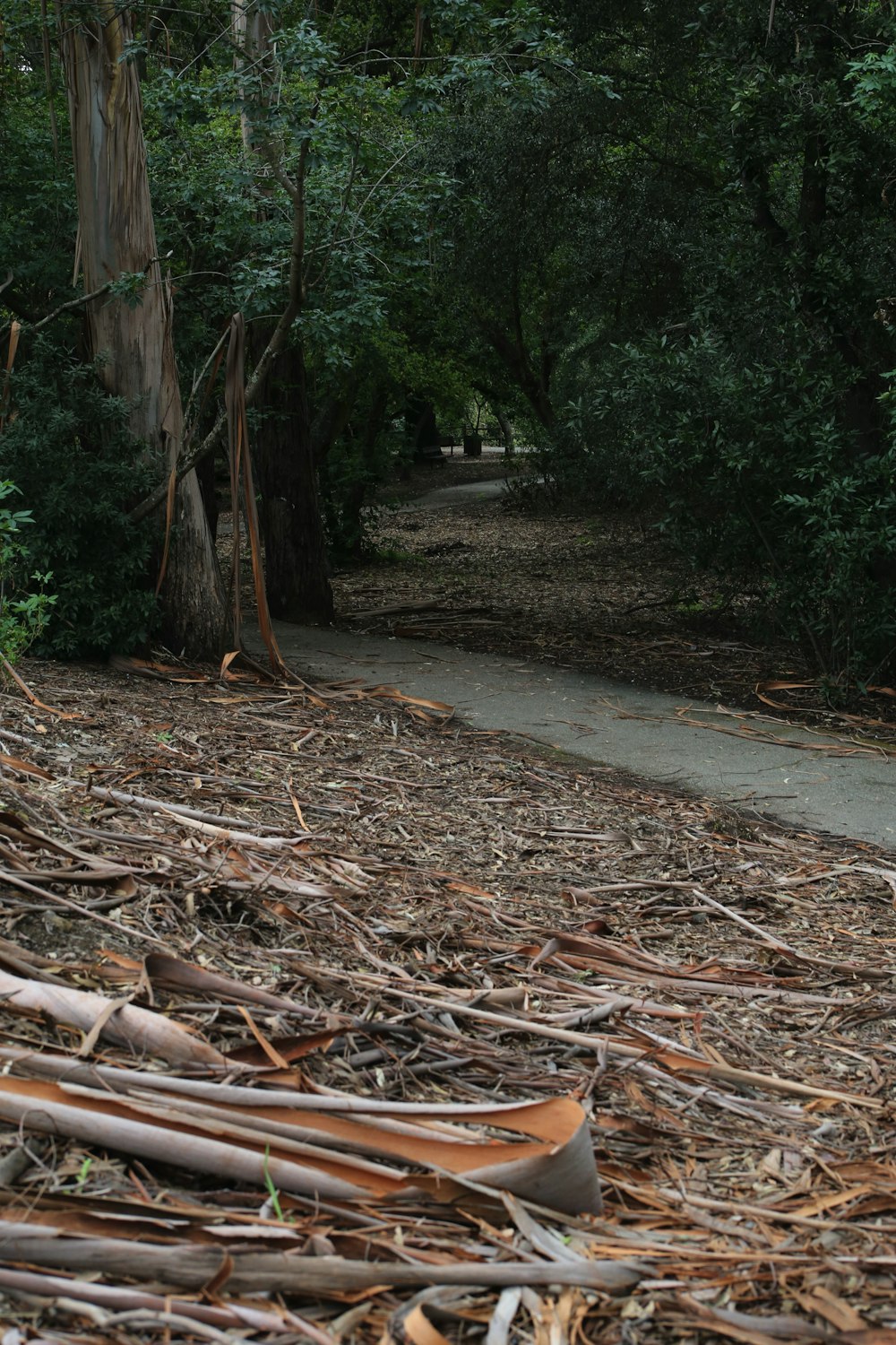 a path through a forest with lots of trees