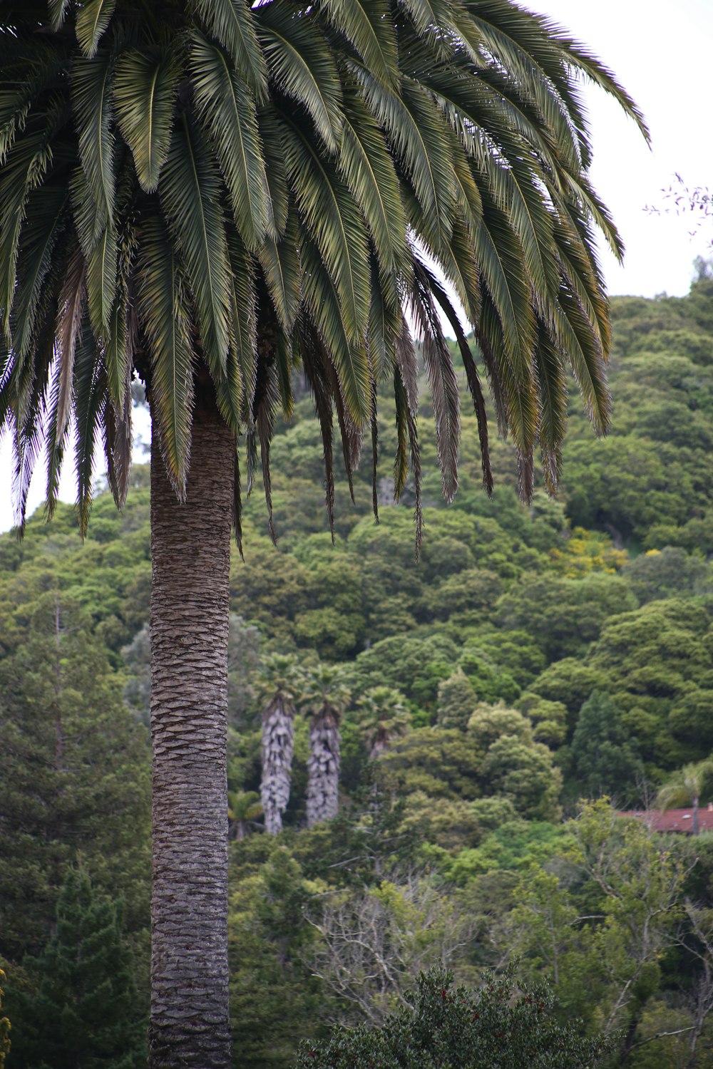 a tall palm tree sitting next to a lush green hillside