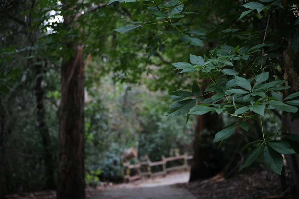 ein Waldweg mit Bäumen und einem Zaun