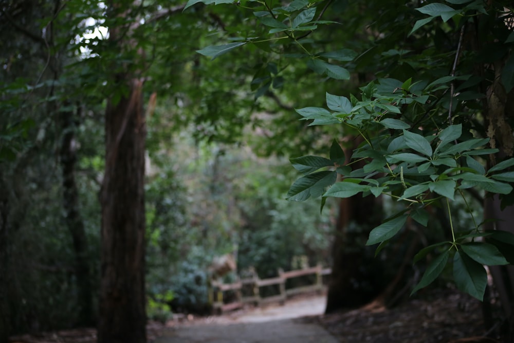 a path in the woods with trees and a fence