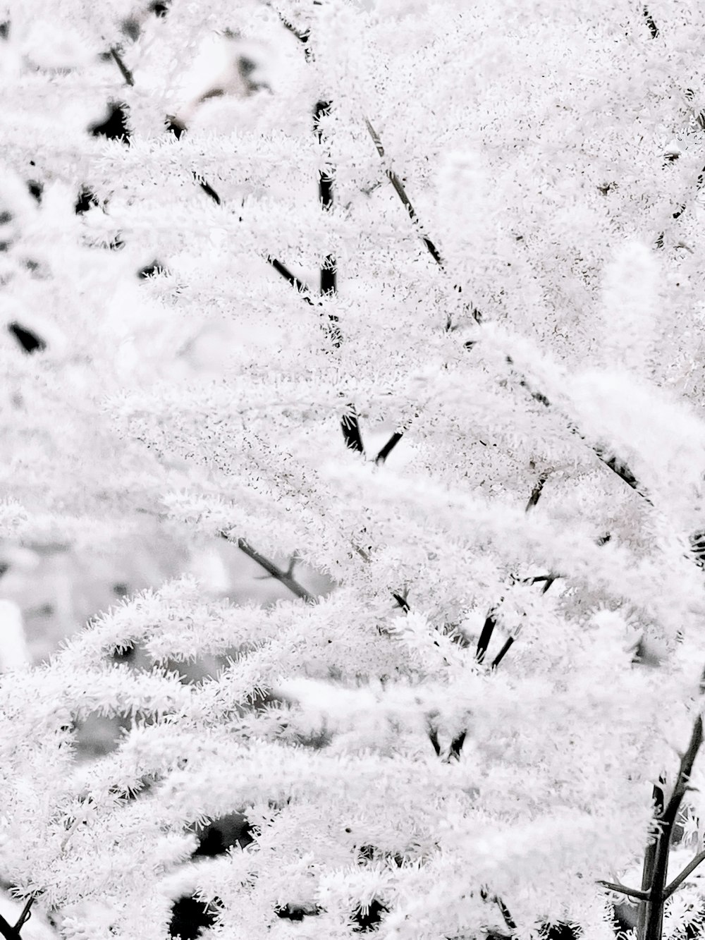 a black and white photo of a plant