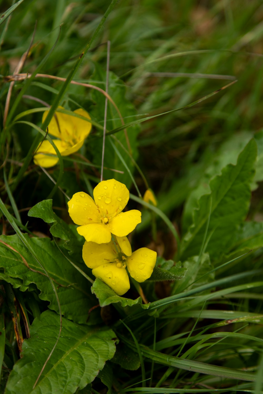 a small yellow flower sitting in the grass